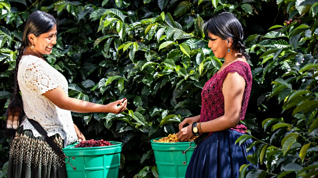 Santo Yungas — imagen 4