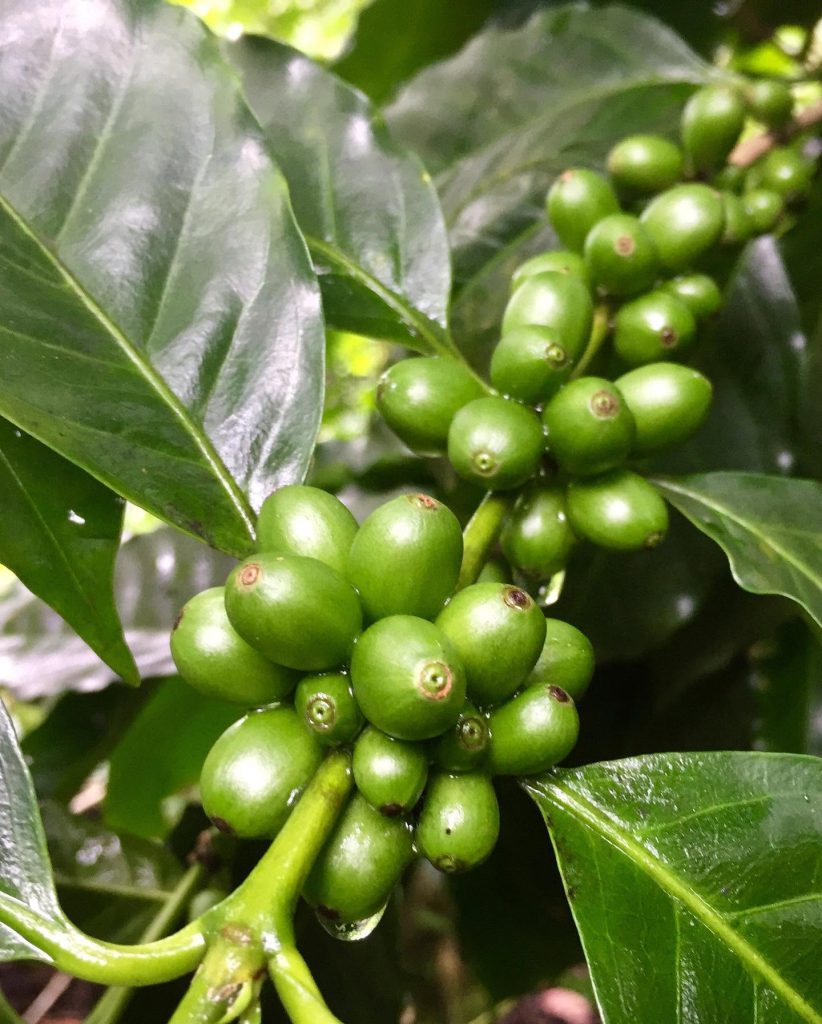 Santo Yungas — imagen 5