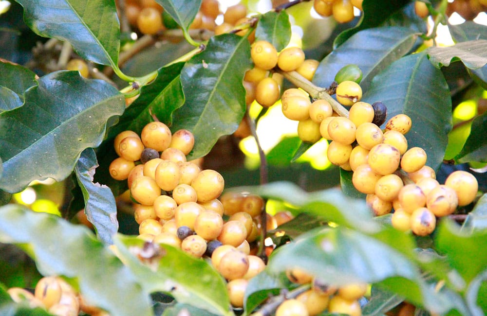 Santo Ouro Doce — imagen 5